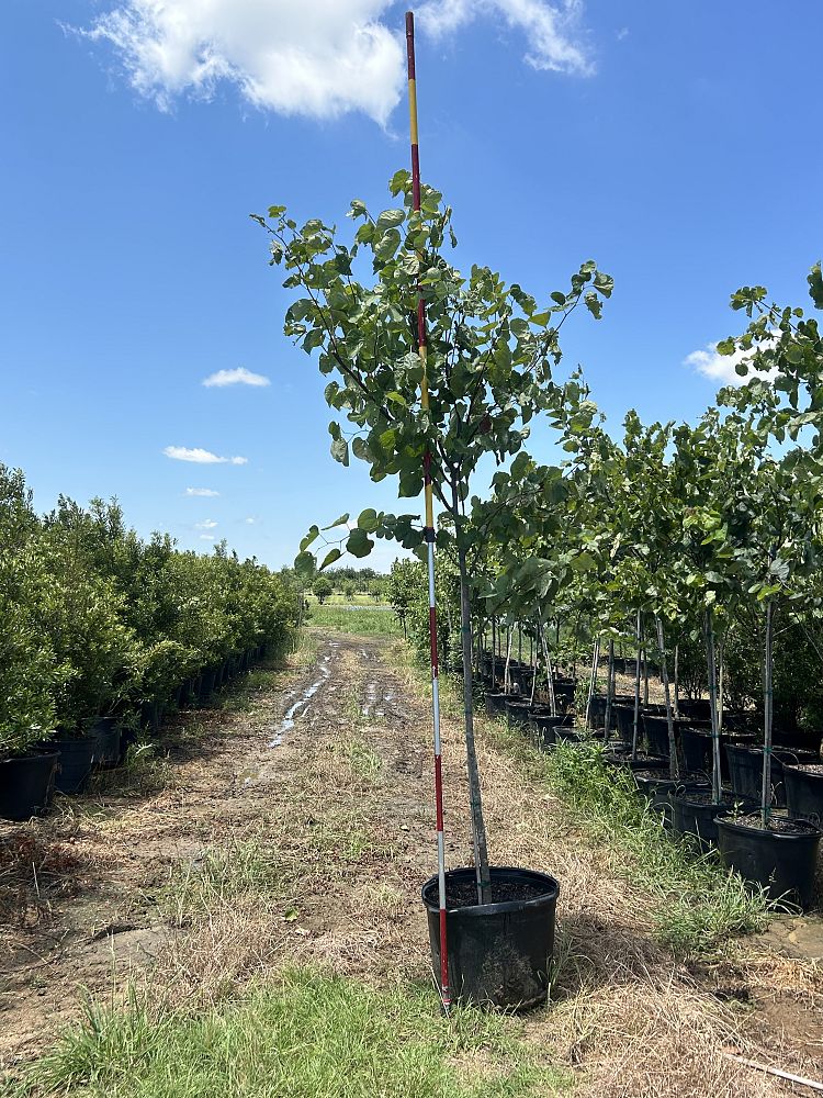 cercis-canadensis-eastern-redbud