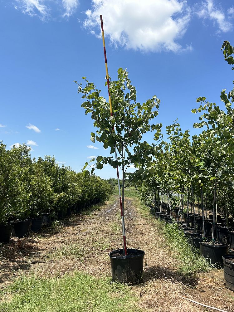 cercis-canadensis-eastern-redbud