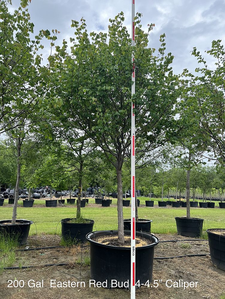 cercis-canadensis-eastern-redbud
