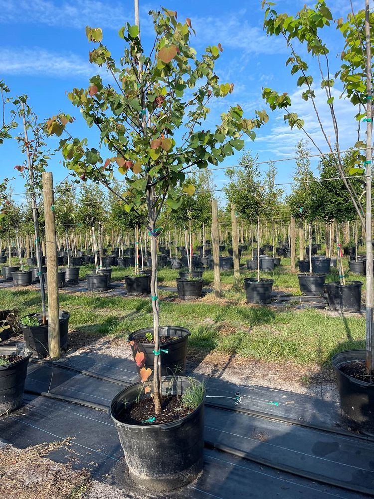 cercis-canadensis-eastern-redbud