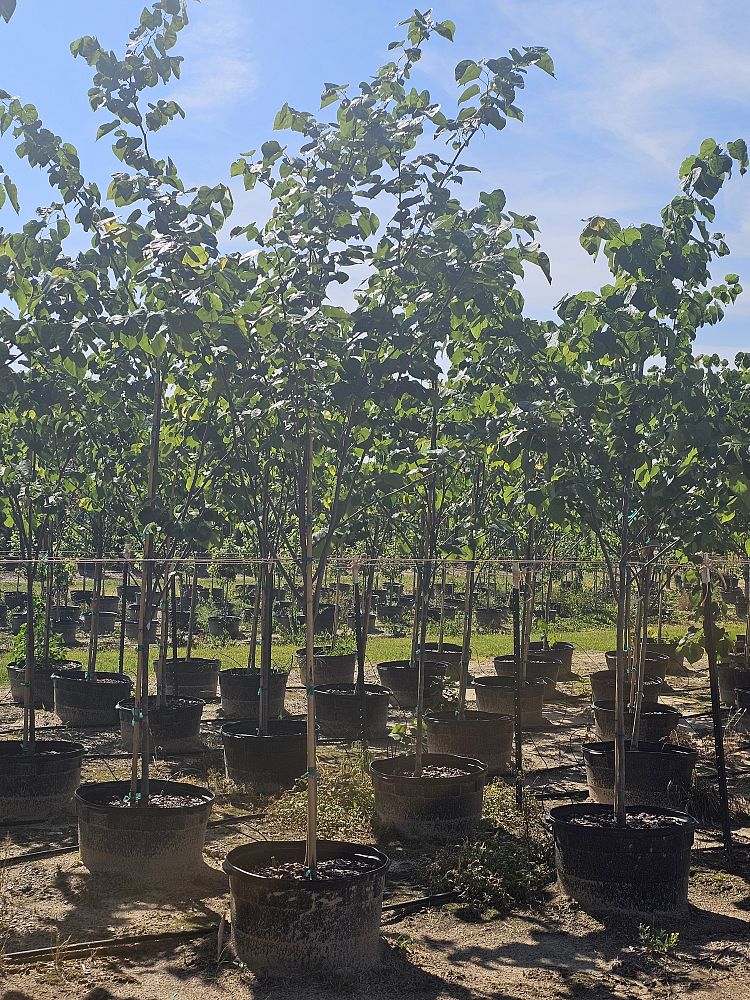 cercis-canadensis-eastern-redbud
