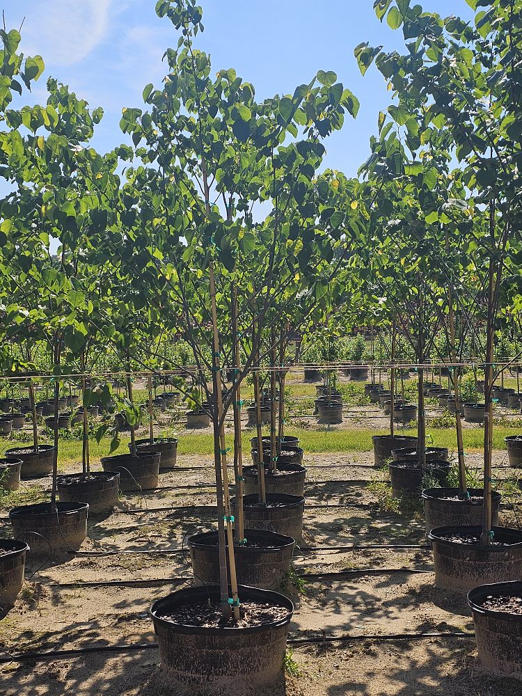cercis-canadensis-eastern-redbud