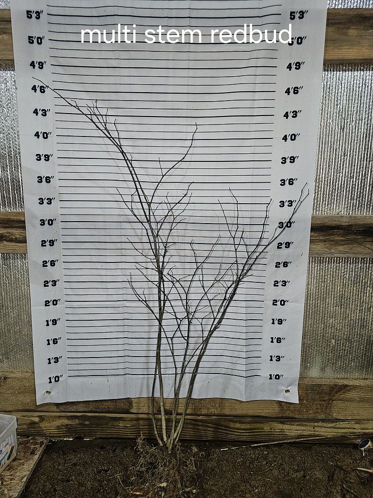 cercis-canadensis-eastern-redbud