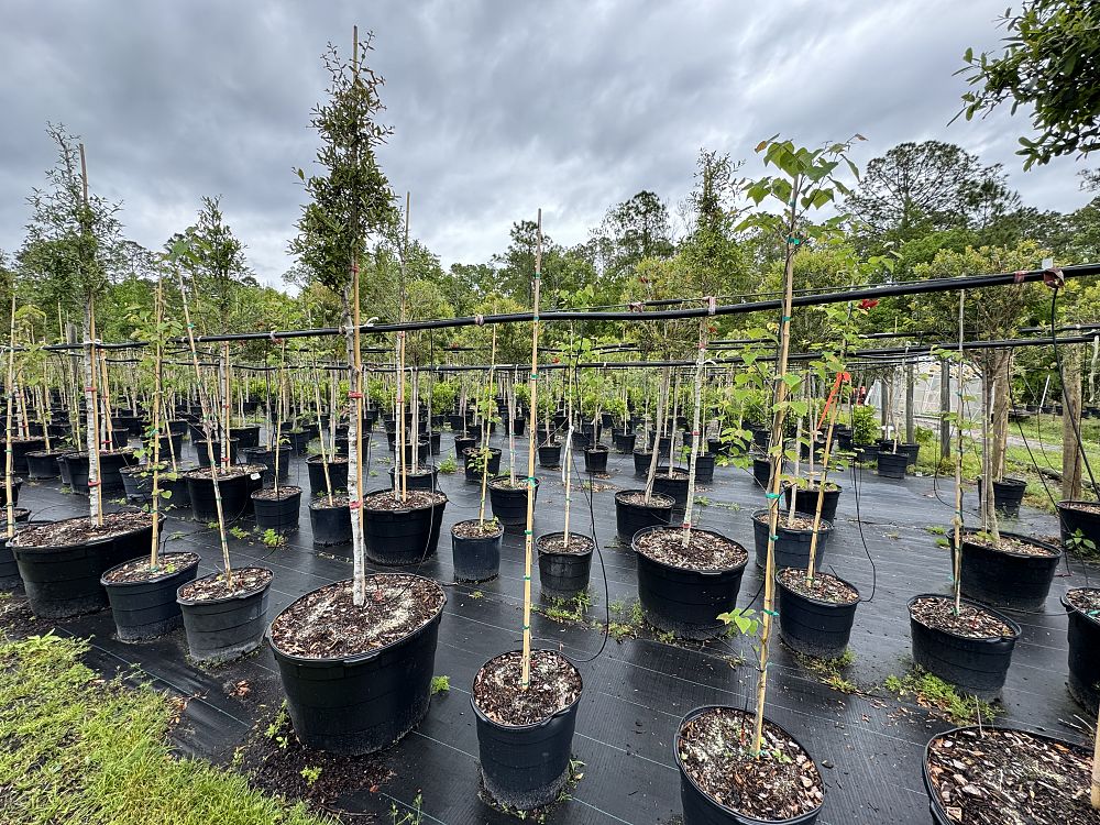 cercis-canadensis-eastern-redbud