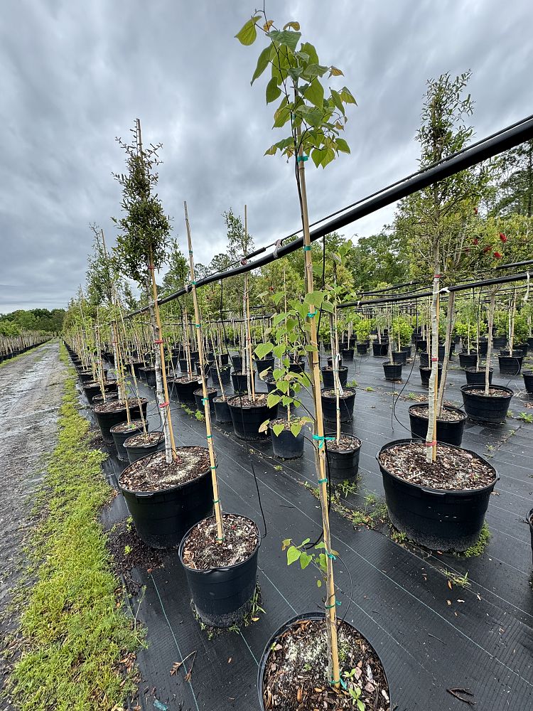 cercis-canadensis-eastern-redbud