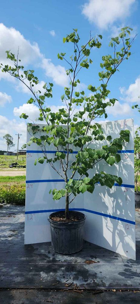cercis-canadensis-eastern-redbud
