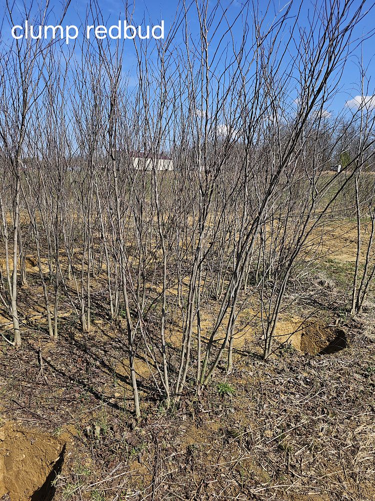 cercis-canadensis-eastern-redbud