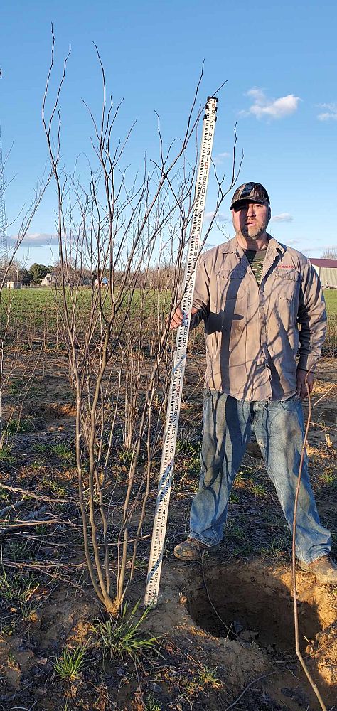 cercis-canadensis-eastern-redbud