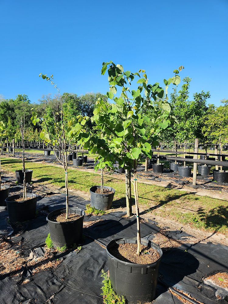 cercis-canadensis-eastern-redbud