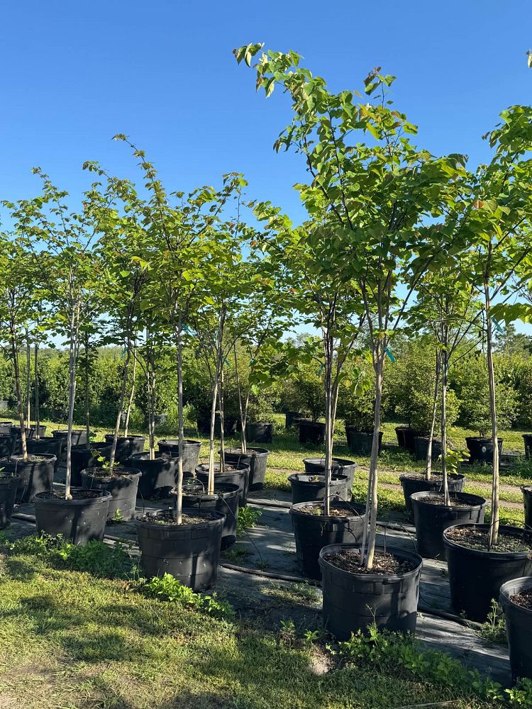 cercis-canadensis-eastern-redbud