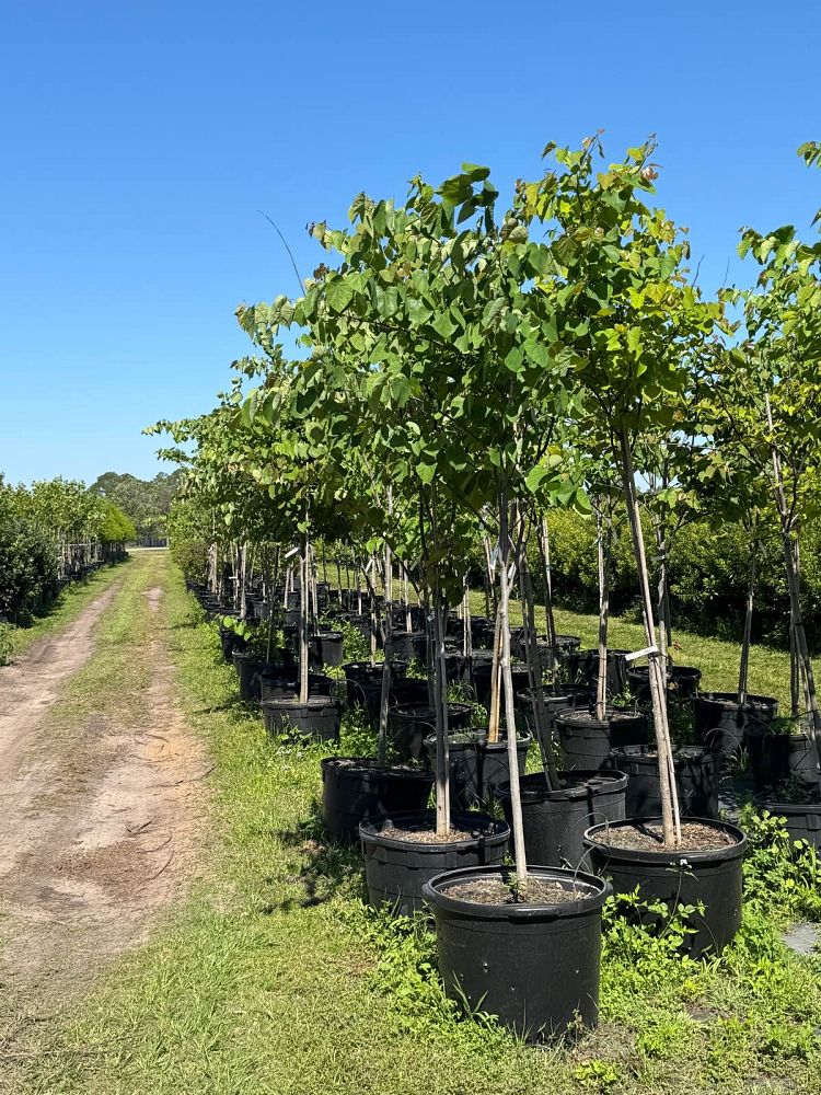 cercis-canadensis-eastern-redbud