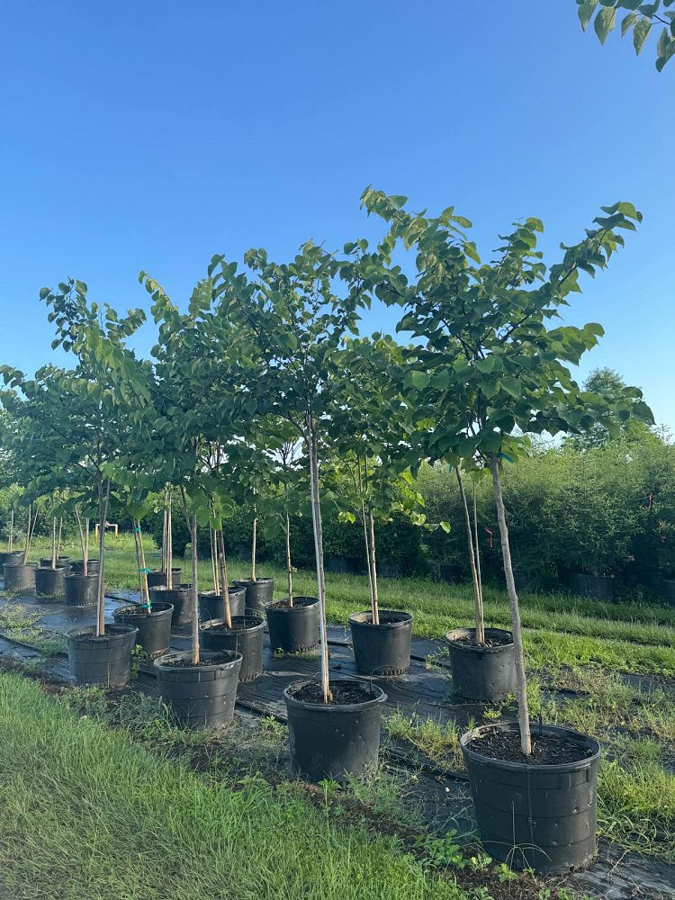 cercis-canadensis-eastern-redbud