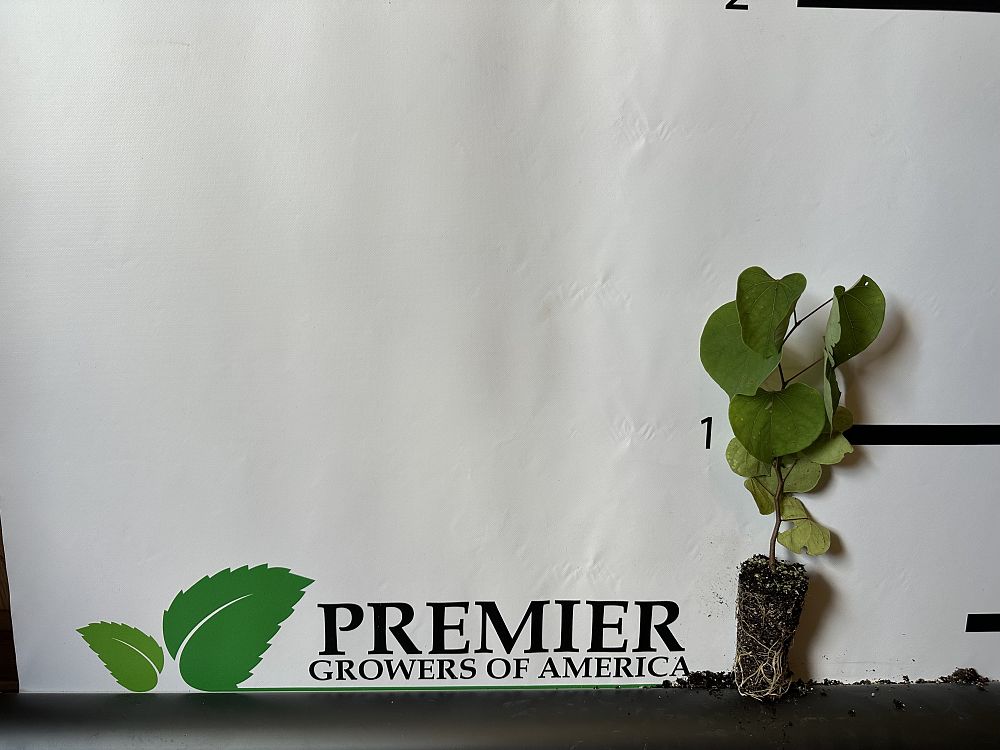 cercis-canadensis-eastern-redbud
