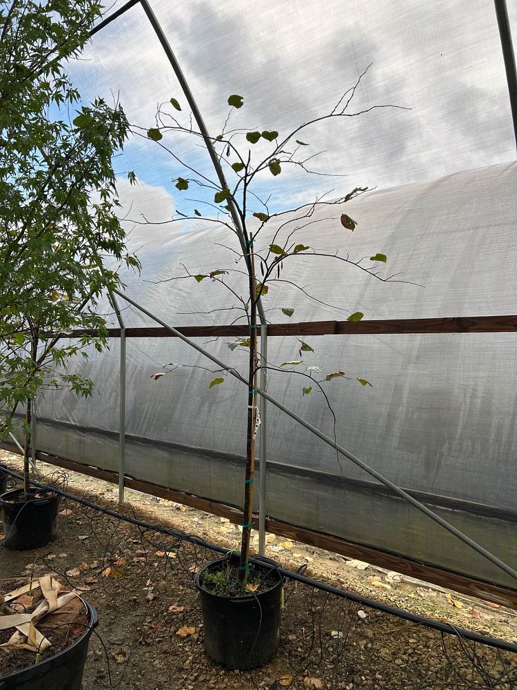 cercis-canadensis-eastern-redbud