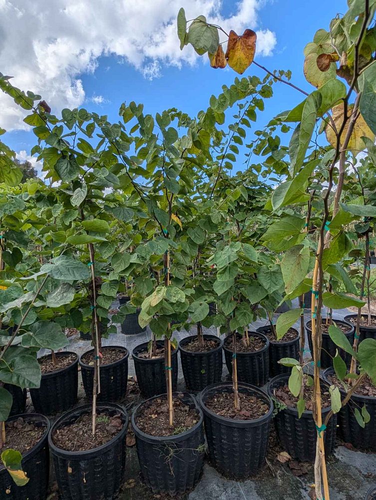 cercis-canadensis-eastern-redbud