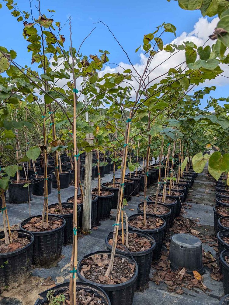 cercis-canadensis-eastern-redbud
