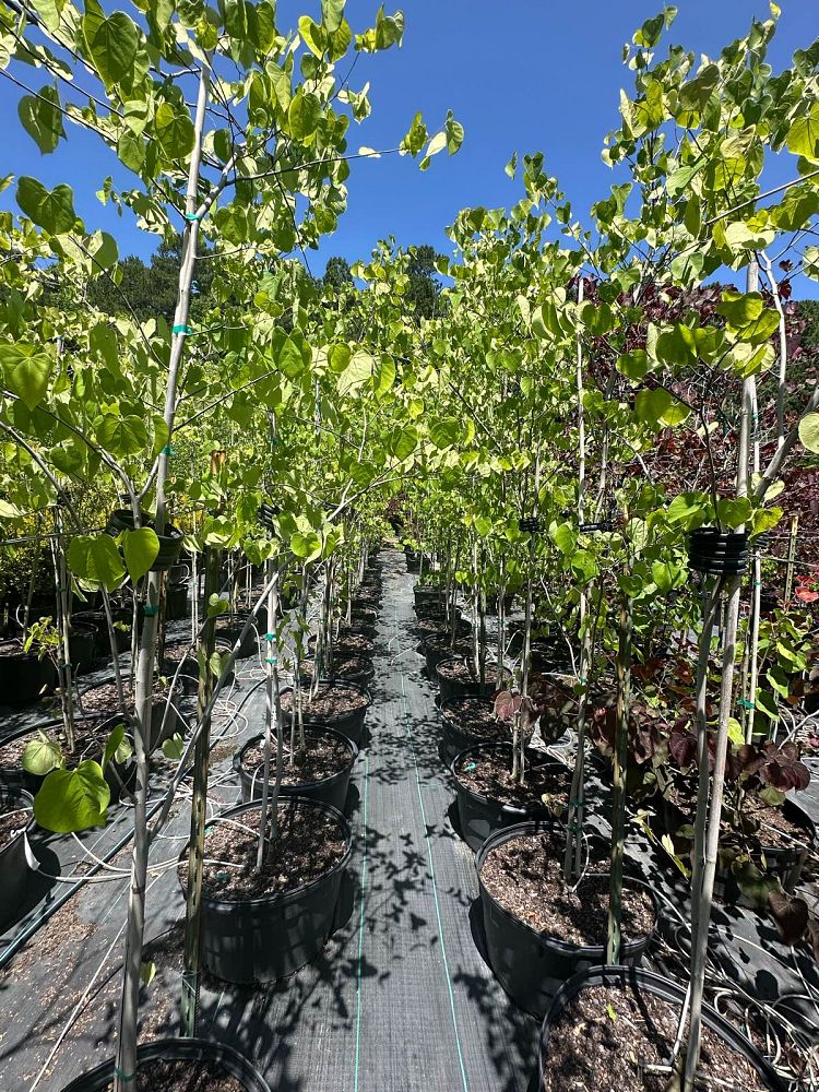 cercis-canadensis-eastern-redbud