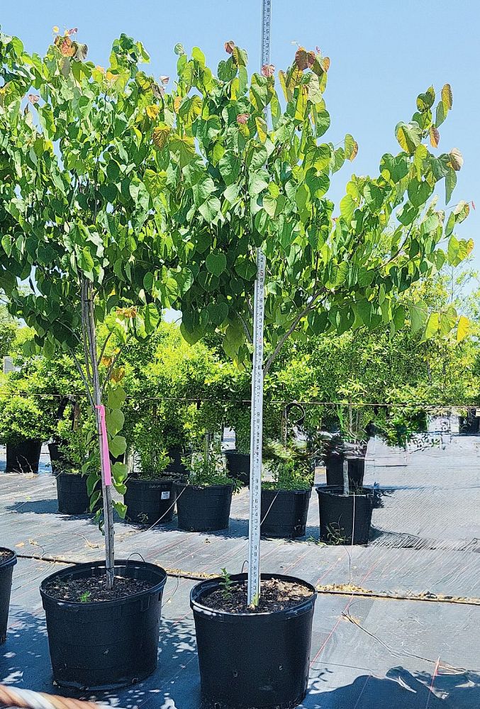 cercis-canadensis-eastern-redbud