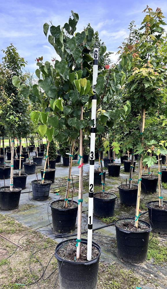 cercis-canadensis-eastern-redbud
