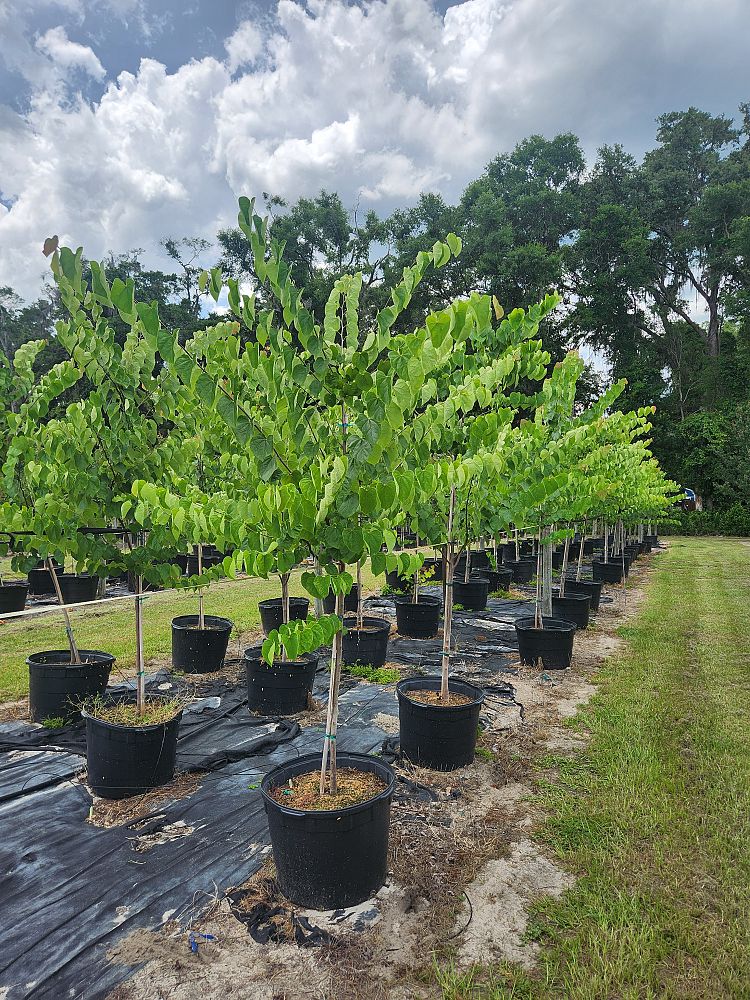 cercis-canadensis-eastern-redbud