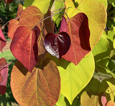 cercis-canadensis-flame-eastern-redbud