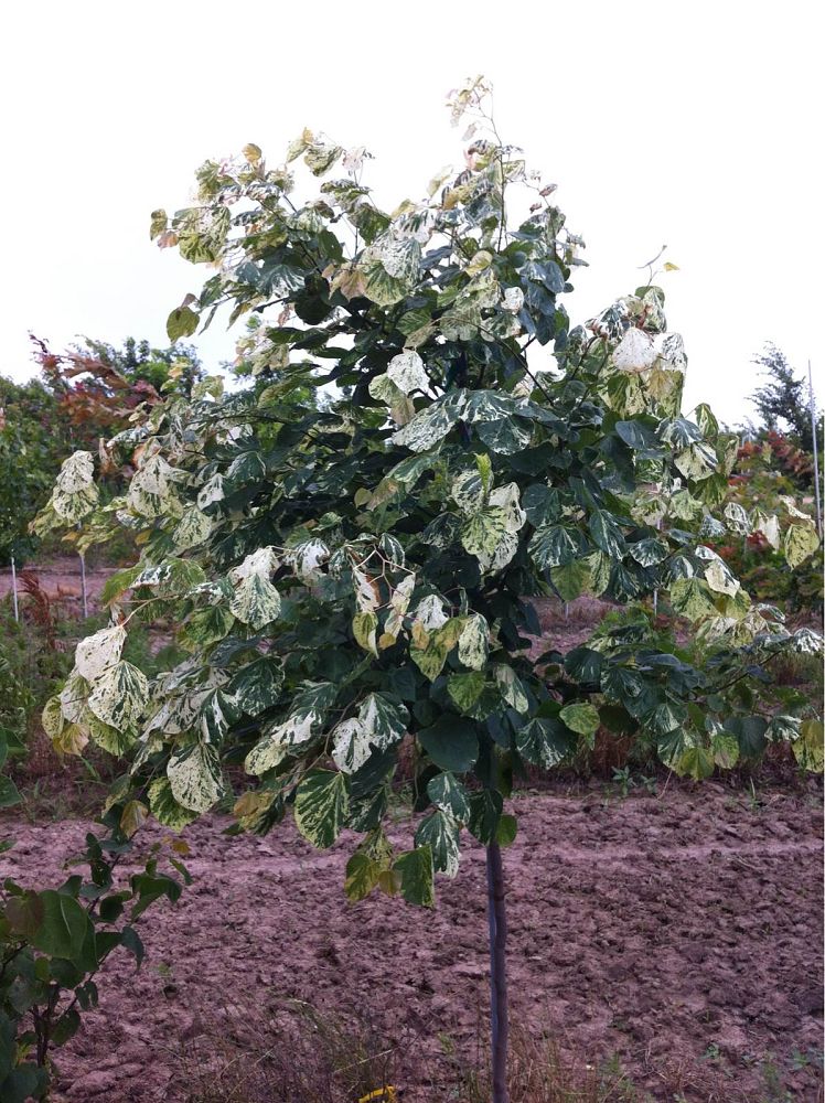 cercis-canadensis-floating-clouds-eastern-redbud