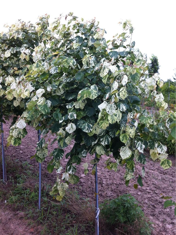 cercis-canadensis-floating-clouds-eastern-redbud