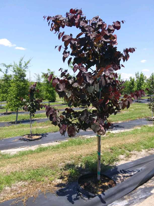 Shade Tree Nursery