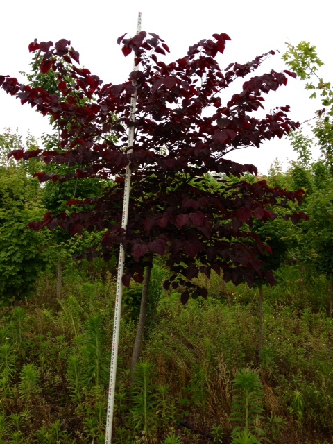 cercis-canadensis-forest-pansy-eastern-redbud