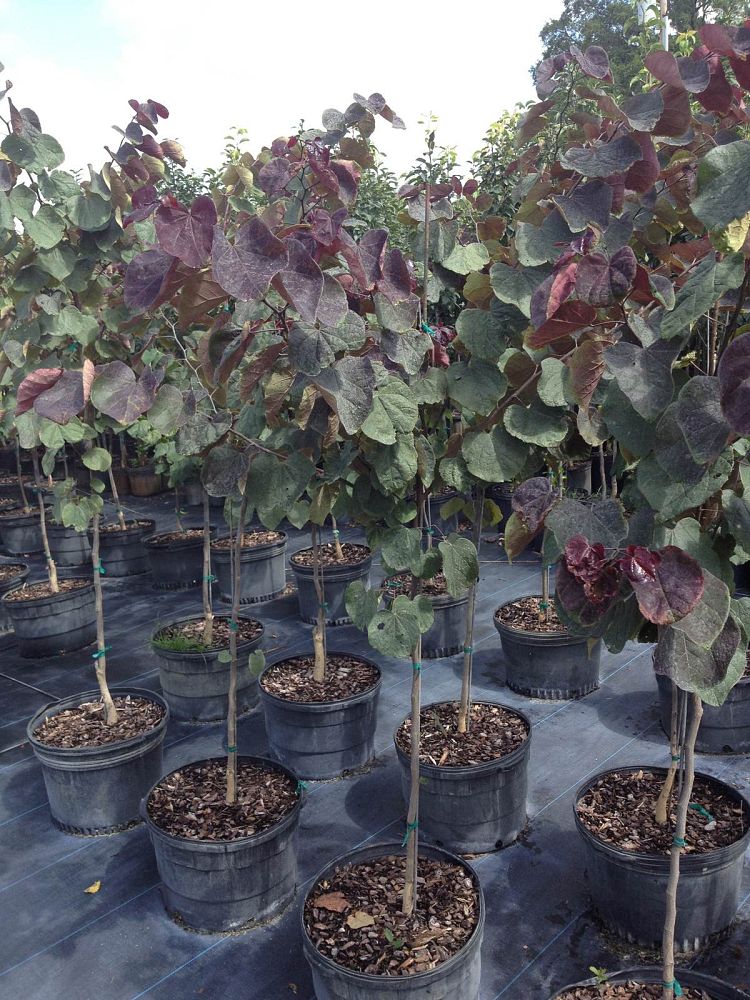 cercis-canadensis-forest-pansy-eastern-redbud