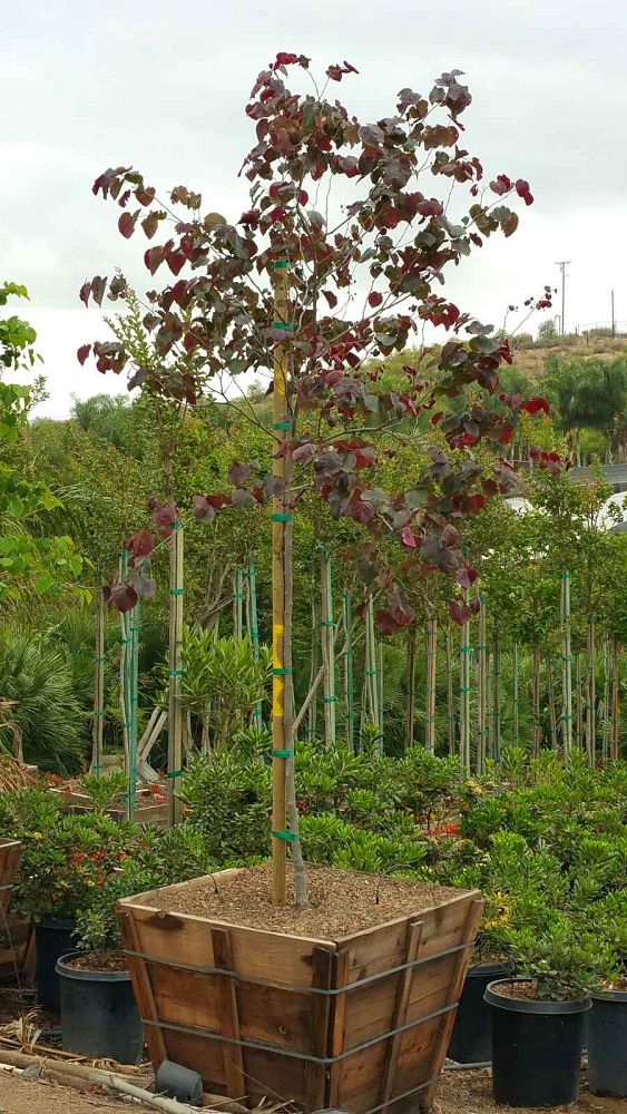 cercis-canadensis-forest-pansy-eastern-redbud