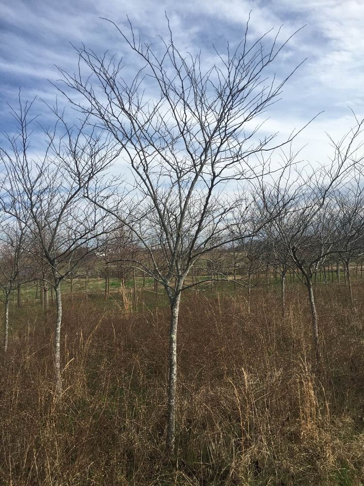 cercis-canadensis-forest-pansy-eastern-redbud