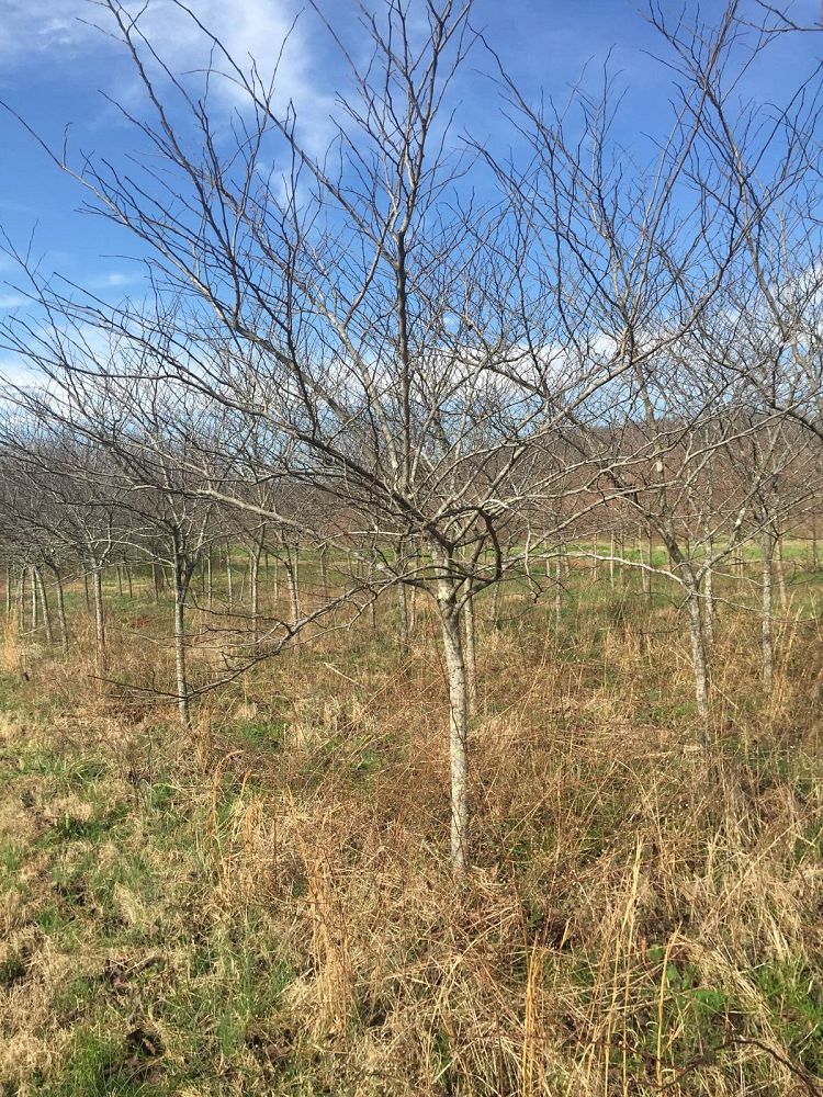 cercis-canadensis-forest-pansy-eastern-redbud