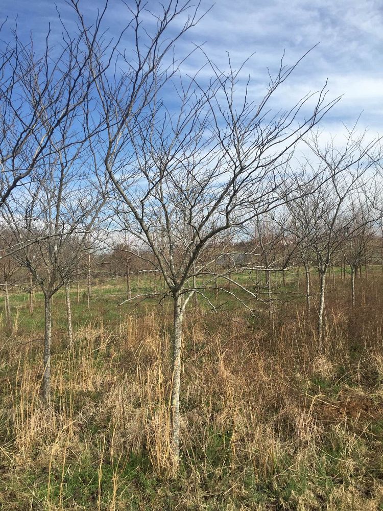 cercis-canadensis-forest-pansy-eastern-redbud