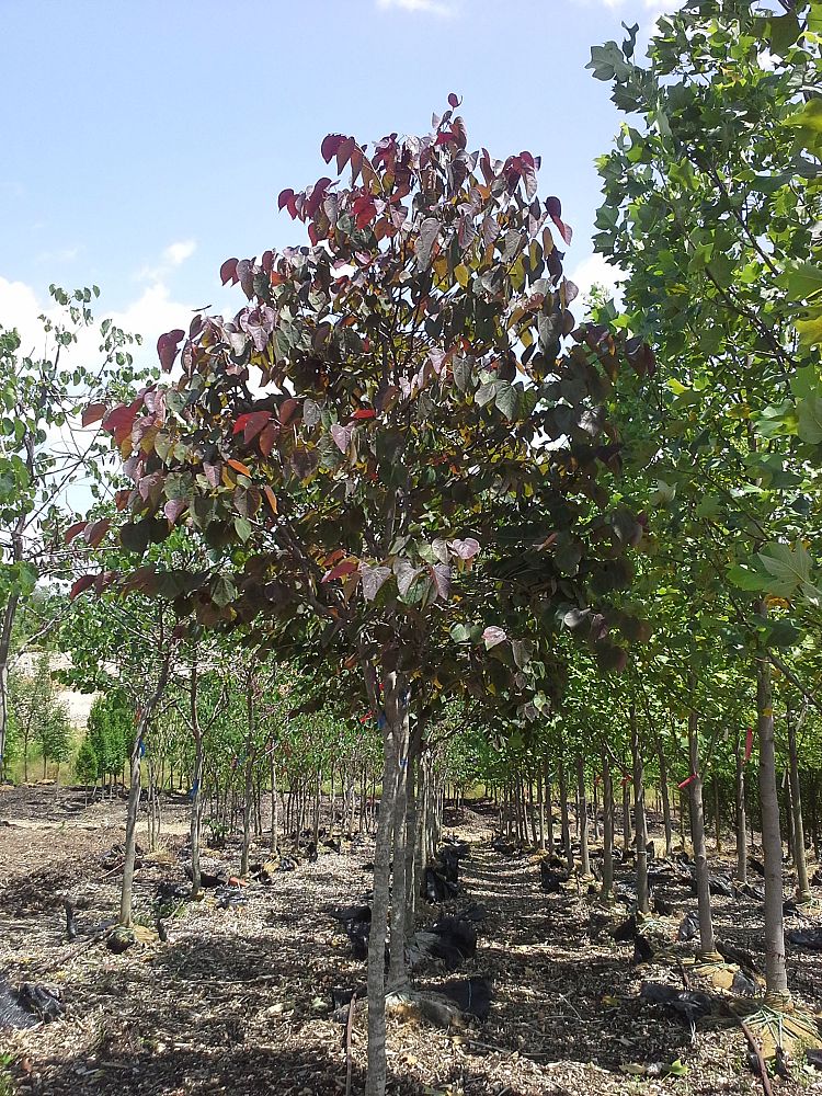 cercis-canadensis-forest-pansy-eastern-redbud