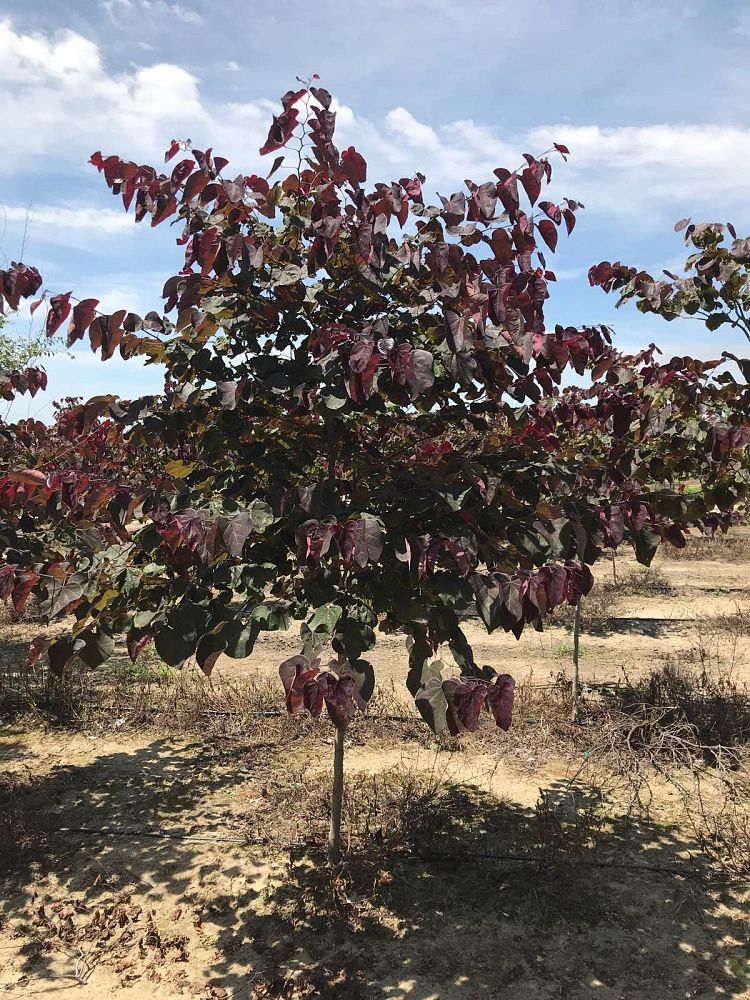cercis-canadensis-forest-pansy-eastern-redbud