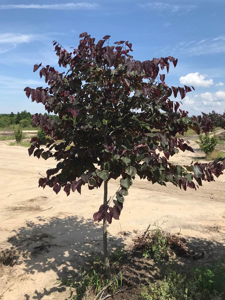 cercis-canadensis-forest-pansy-eastern-redbud