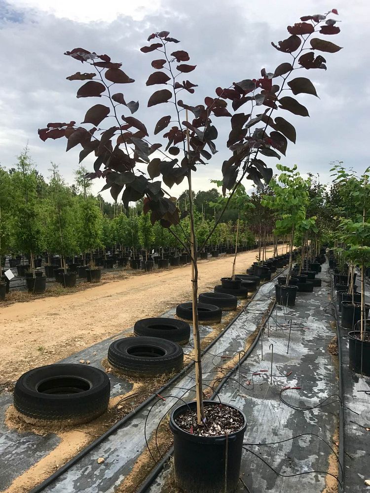cercis-canadensis-forest-pansy-eastern-redbud