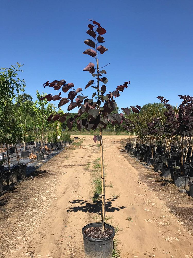 cercis-canadensis-forest-pansy-eastern-redbud