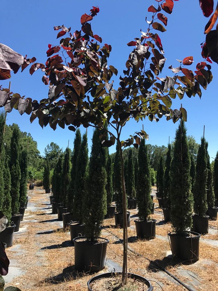cercis-canadensis-forest-pansy-eastern-redbud
