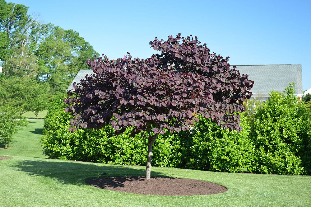 cercis-canadensis-forest-pansy-eastern-redbud