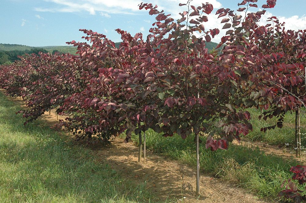 cercis-canadensis-forest-pansy-eastern-redbud