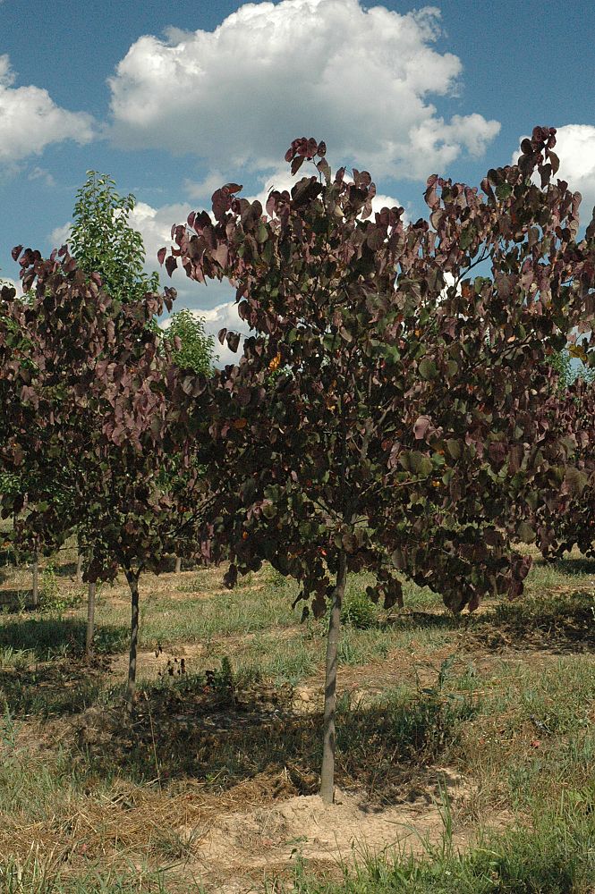 cercis-canadensis-forest-pansy-eastern-redbud