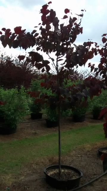 cercis-canadensis-forest-pansy-eastern-redbud
