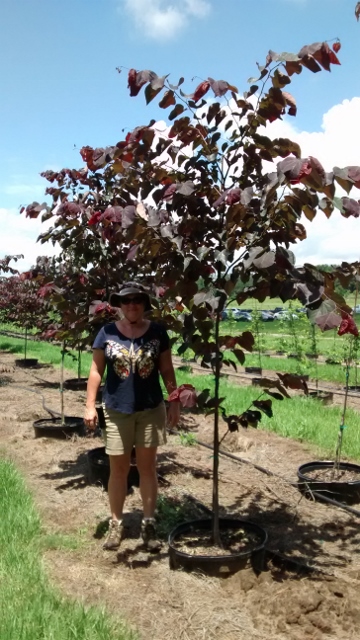cercis-canadensis-forest-pansy-eastern-redbud