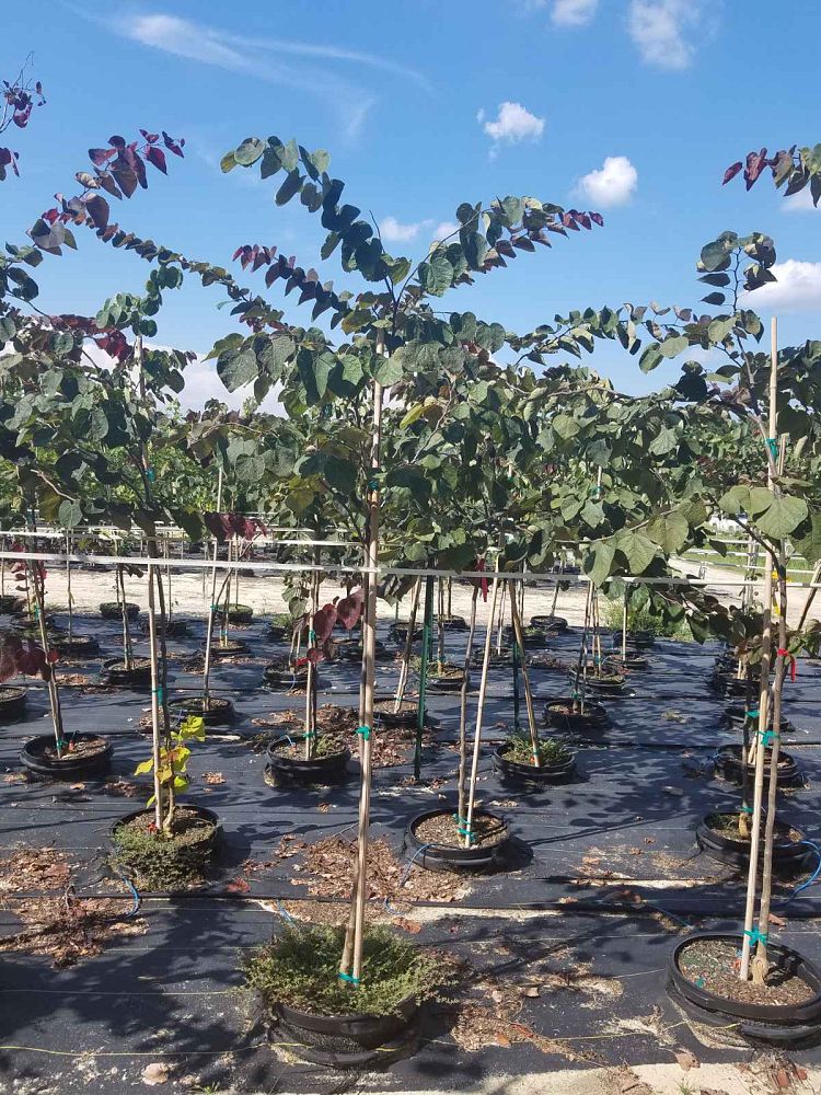 cercis-canadensis-forest-pansy-eastern-redbud