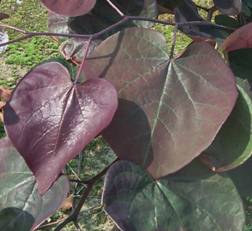 cercis-canadensis-forest-pansy-eastern-redbud