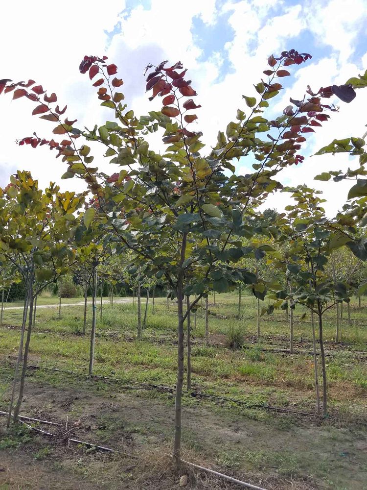 cercis-canadensis-forest-pansy-eastern-redbud