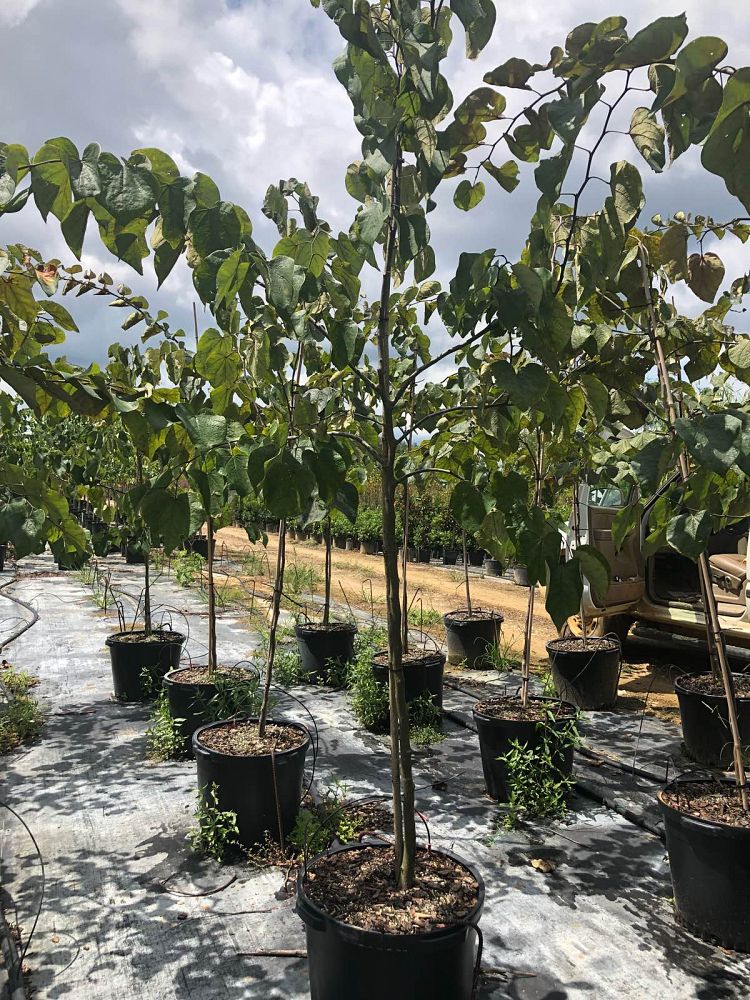 cercis-canadensis-forest-pansy-eastern-redbud