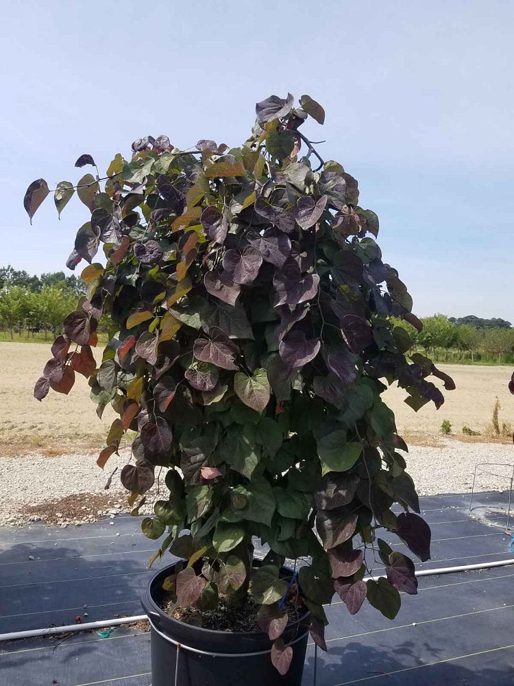 cercis-canadensis-forest-pansy-eastern-redbud